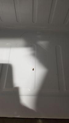 Baby roach in the fridge