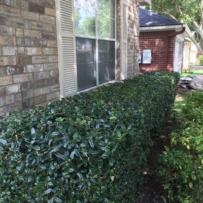 First time getting shrub trimming with them and very happy with their work.