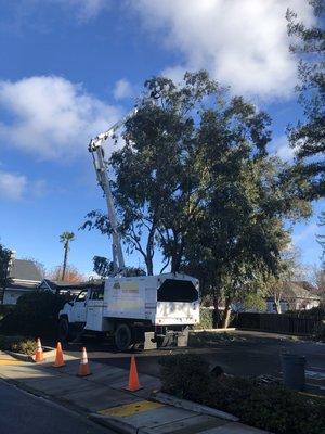 Santa Rosa tree pruning