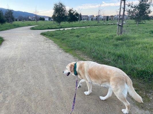 Dogs are allowed on leash