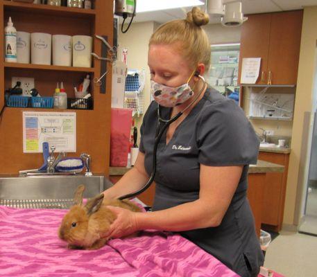 Dr. Edwards performing a wellness check on a rabbit.