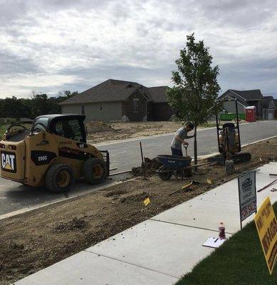 Parkway trees going In