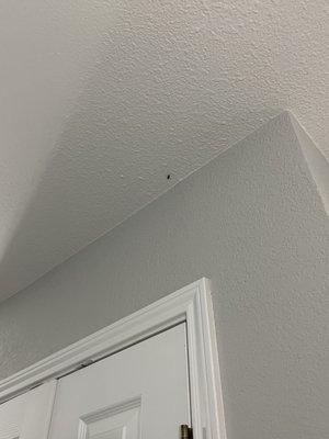 Roach on ceiling