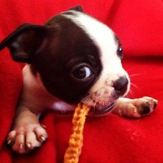 Griffin the adorable Boston