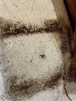 Roach feces on the back of a painting after living there only a month- that's how severe the infestation is