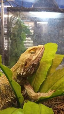 A sick bearded dragon on the sales floor of desert pet. They haven't gotten him any vet care.