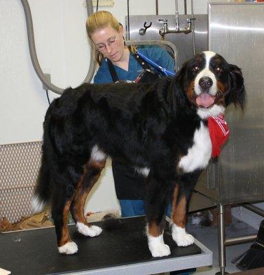 Stacy in the grooming area - putting the finishing touches on a handsome Bernese Mountain Dog.