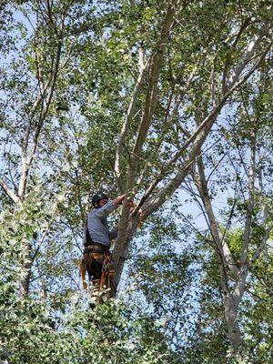 Tippy Top Tree Service