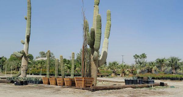 140 year old cactus