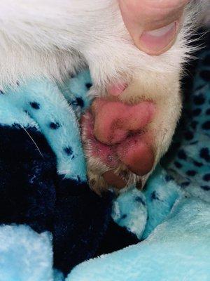 Hurt puppy paw