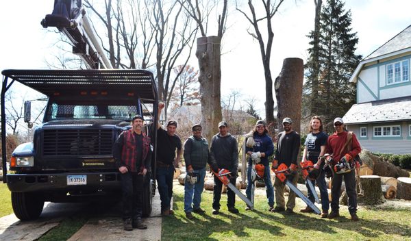 Brown & Company Tree Specialists