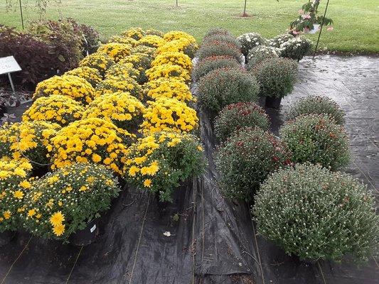 Perennial Mums
 $ 7.00 , $ 9.50 , $ 23.75