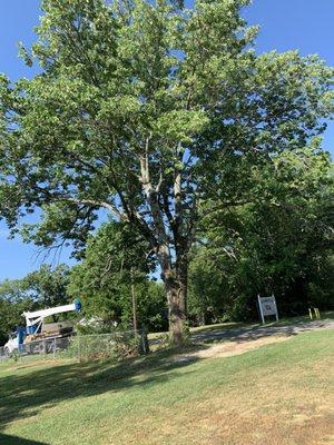 Lumberjacks Tree Service