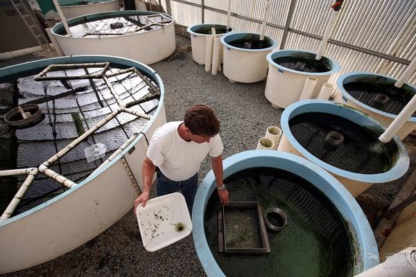 District Biologist Chris Miller tends to mosquitofish at the on-site hatchery.