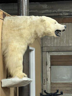 Only library with a polar bear