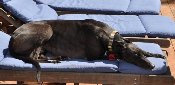 Mr. Bumpy Weather chilling after trail time with Laurie Martin of Precious Pets Animal Care - long walks makes= happy greyhound