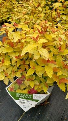 An unusual spirea color!