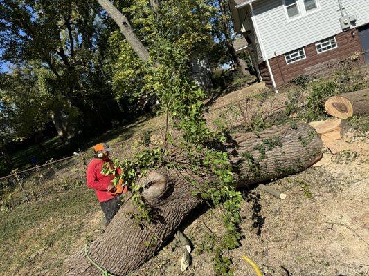 Tree Removal