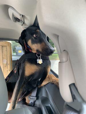 Nixxy waiting for the vet to come out and see her.