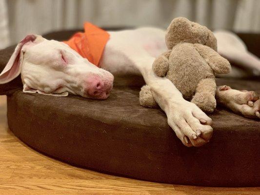 Kayso fast asleep after coming home from daycare.