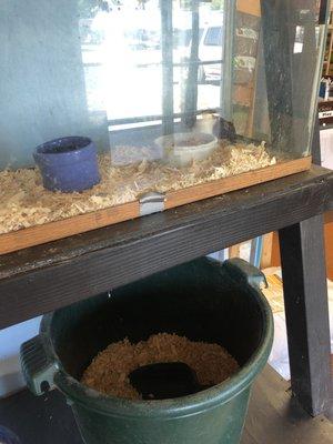 One rat in the corner. Blue bowl is water and the white bowl is food