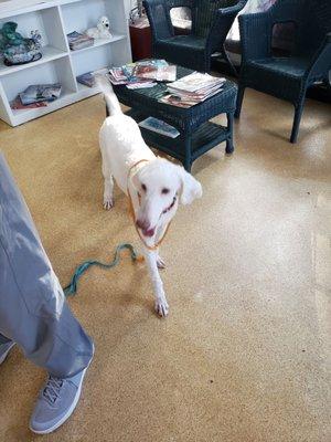 Awe, this lab is still wagging, happy after the bathing process!