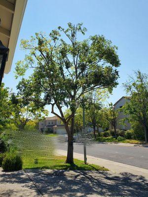 This was a monster before it got a healthy and significant pruning