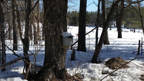 Maple buckets. Old school apparently as their other tap system looked like big blue wires.