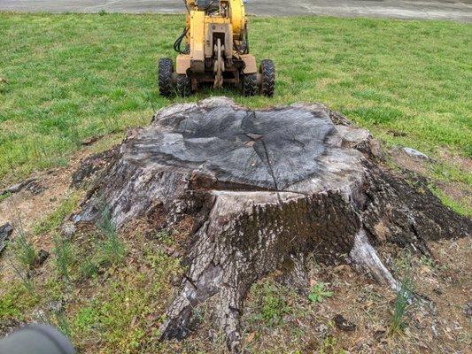 Supersized stump removal.