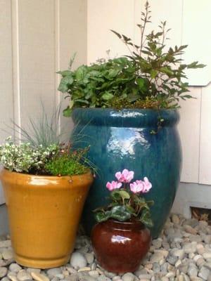 Potted plants from Gray's