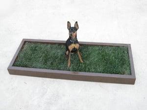 Regular Dog Potty -- Potty Patch filled with all natural dog grass