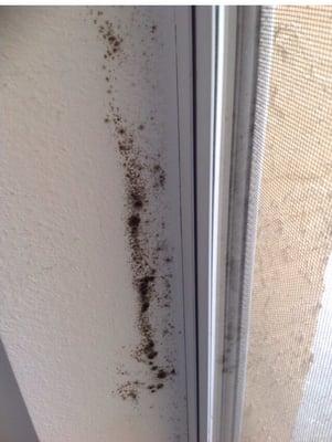 MOLD all over the walls around the windows inside the closet as well!! THTHEY DID NOTHING ABOUT IT !!!