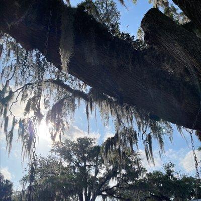 Resurrection Ferns and Spanish Moss