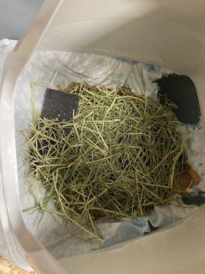 3 day old ripped up bedding. A FILTER FROM THE CARRIER