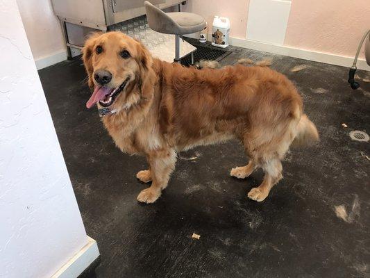 Beautiful golden retriever I groomed