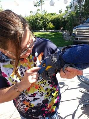 April makes a new friend, Joshua, a Hyacinth mcaw