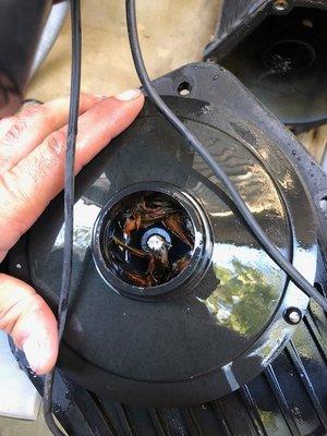 Even if the pump basket is not cracked or broken, those pine needles make it into the impeller.