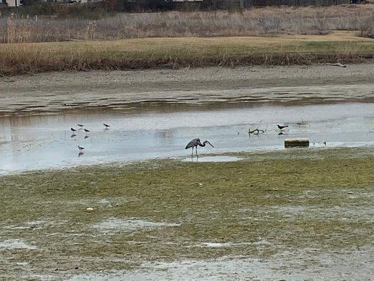 Birds did seem to mind the lack of water?