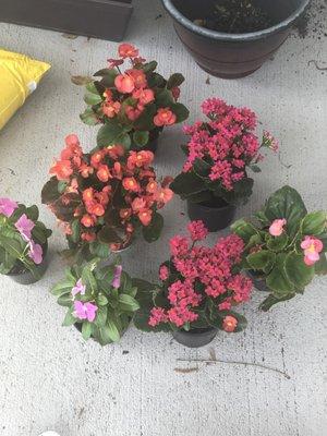 These flowers were only $11 total