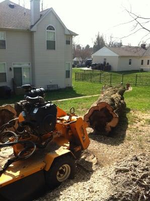 Ciocco Tree Experts will grind out any troublesome or unwanted stumps with our stump grinding service!