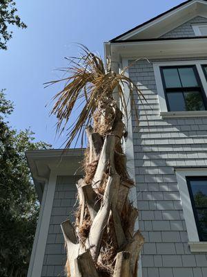 Dead tree after just 5 months!!!   No replacement offered