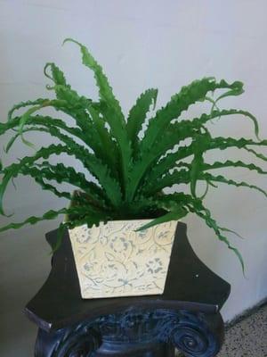 Bird nest fern such a gorgeous gift for someone who loves plants....