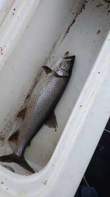 Chucks charter fishing helped us catch macs on a slow day. That's a pro!, thank you Chuck for a great time fishing!