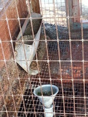 Disgusting rusty cage, soggy food, and mossy water for the rabbits. Absolutely awful.