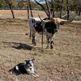 Darren with a Longhorn!