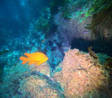 Garibaldi state fish of California