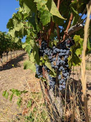 Stop 3 of 3. Lasseter Family Winery. Outside in the Lasseter vineyards.