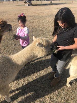 My G-daughters loves the Alpacas