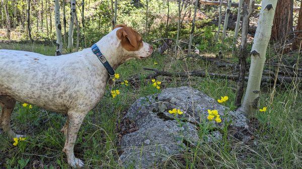 My doggo loves getting out and about. And dirty!