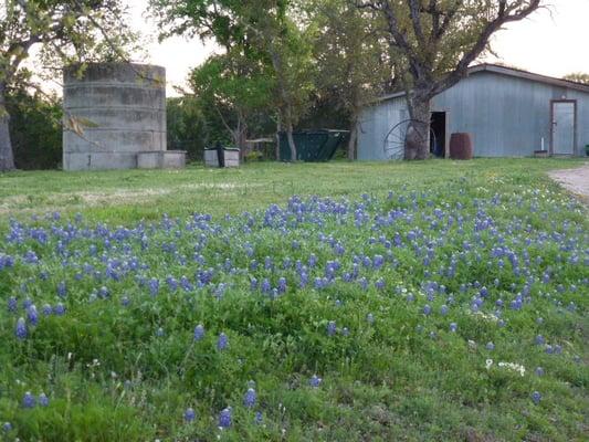 Bluebonnets in Spring.